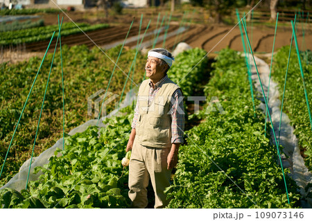 蕪の収穫をする男性 109073146