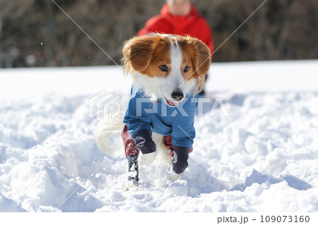 雪の上でおもちゃ遊びに夢中なコーイケルホンディエ 109073160
