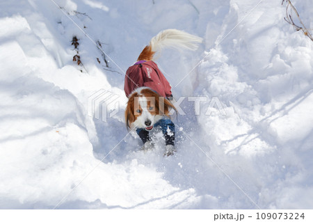雪の滑り台で楽しく遊ぶ洋服を着たコーイケルホンディエ 109073224
