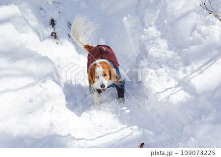 雪の滑り台で楽しく遊ぶ洋服を着たコーイケルホンディエ 雪の滑り台で楽しく遊ぶ洋服を着たコーイケルホンディエ 109073225