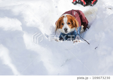雪の滑り台で楽しく遊ぶ洋服を着たコーイケルホンディエ 雪の滑り台で楽しく遊ぶ洋服を着たコーイケルホンディエ 109073230