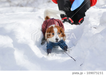 雪の滑り台で楽しく遊ぶ洋服を着たコーイケルホンディエ 109073231