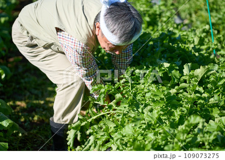 大根の収穫をする男性 109073275