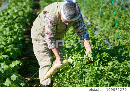 大根の収穫をする男性 109073276