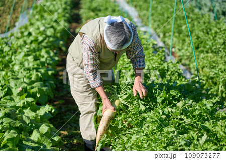 大根の収穫をする男性 109073277