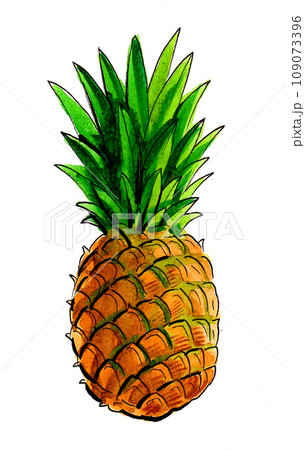 Pineapple fruit. Hand-drawn ink and watercolor illustration Pineapple fruit. Hand-drawn ink and watercolor illustration 109073396