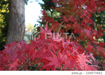 見頃を迎えた紅葉の遠近感 perspective scene of Momiji 109073662