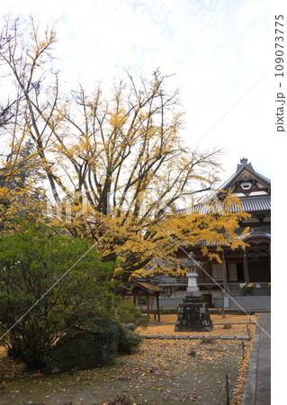 銀杏の木 西念寺 銀杏の木 西念寺 109073775