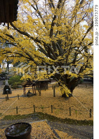 銀杏の木 西念寺 銀杏の木 西念寺 109073779