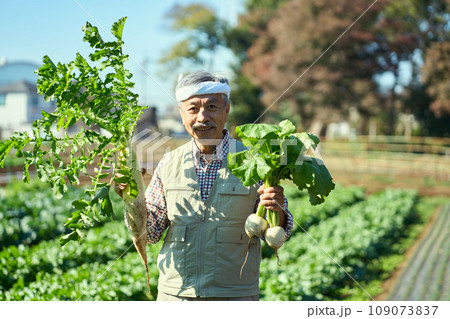 採れたての大根と蕪を手に持つ男性 109073837