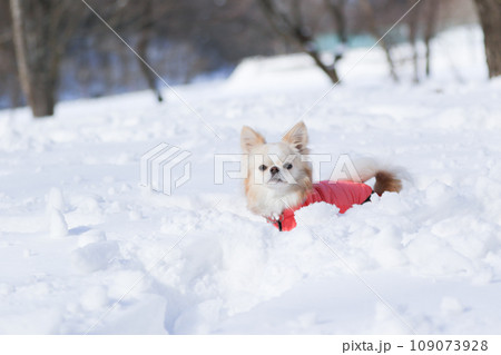 雪の上で楽しそうにはしゃぐ洋服を着たクリーム色のチワワ 雪の上で楽しそうにはしゃぐ洋服を着たクリーム色のチワワ 109073928