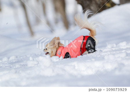 雪の上で楽しそうにはしゃぐ洋服を着たクリーム色のチワワ 109073929