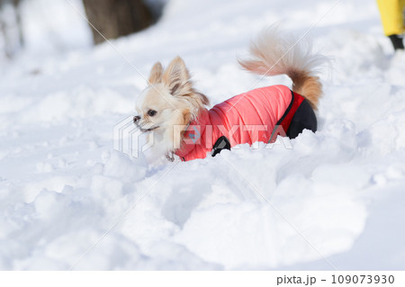雪の上で楽しそうにはしゃぐ洋服を着たクリーム色のチワワ 雪の上で楽しそうにはしゃぐ洋服を着たクリーム色のチワワ 109073930