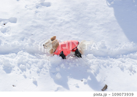雪の上で楽しそうにはしゃぐ洋服を着たクリーム色のチワワ 雪の上で楽しそうにはしゃぐ洋服を着たクリーム色のチワワ 109073939