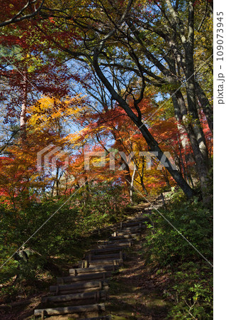 紅葉をむかえた西山公園のモミジ 109073945