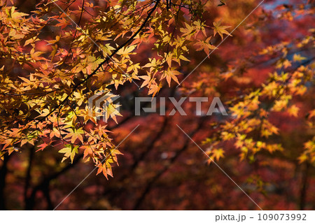 秋の色に染まる紅葉 秋の色に染まる紅葉 109073992