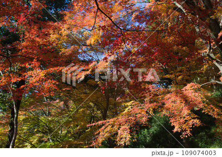 秋の紅葉したもみじ 秋の紅葉したもみじ 109074003