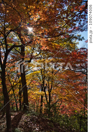 秋の紅葉したもみじ 秋の紅葉したもみじ 109074006