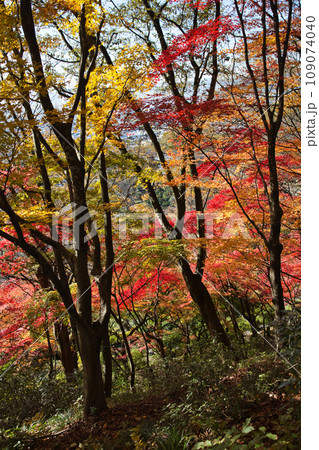 紅葉をむかえた西山公園のモミジ 109074040