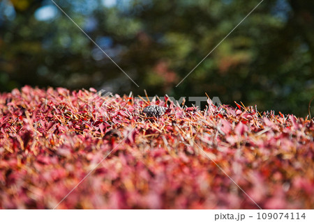 紅葉をむかえた西山公園のモミジ 109074114