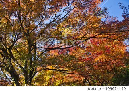 紅葉をむかえた西山公園のモミジ 紅葉をむかえた西山公園のモミジ 109074149