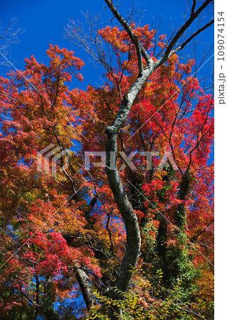 紅葉をむかえた西山公園のモミジ 109074154