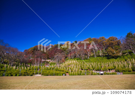 紅葉をむかえた西山公園のモミジ 紅葉をむかえた西山公園のモミジ 109074178