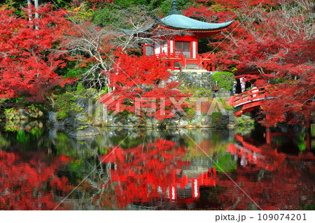 【京都府】シンメトリーな醍醐寺の紅葉(弁天池と弁天橋と弁天堂) 【京都府】シンメトリーな醍醐寺の紅葉(弁天池と弁天橋と弁天堂) 109074201