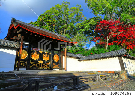 【京都府】晴天の醍醐寺の弁天堂の紅葉 109074268