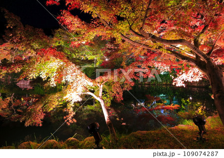 【京都府】永観堂の紅葉ライトアップ(夜間特別拝観) 【京都府】永観堂の紅葉ライトアップ(夜間特別拝観) 109074287