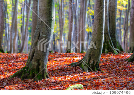 【森林素材】秋の美人林【新潟県】 【森林素材】秋の美人林【新潟県】 109074406