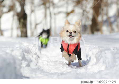 雪の上を全力で走る洋服を着たクリーム色のチワワ 雪の上を全力で走る洋服を着たクリーム色のチワワ 109074424