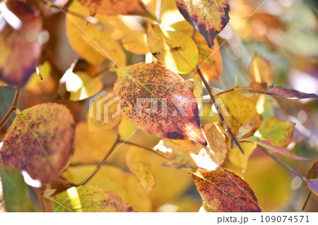 落葉樹・ヒメシャラ(姫沙羅)の紅葉 落葉樹・ヒメシャラ(姫沙羅)の紅葉 109074571
