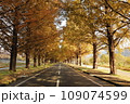 高島市のメタセコイア並木 109074599