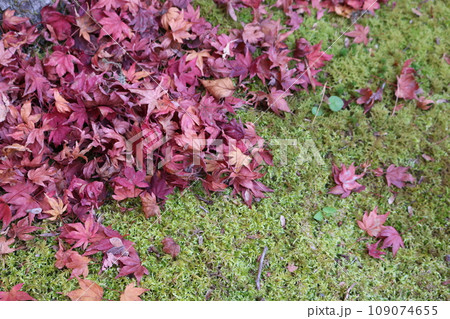 枯れ落ちたカエデの紅葉 withered leaves of kaede Momiji 109074655