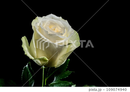 White tea rose on a black background White tea rose on a black background 109074940