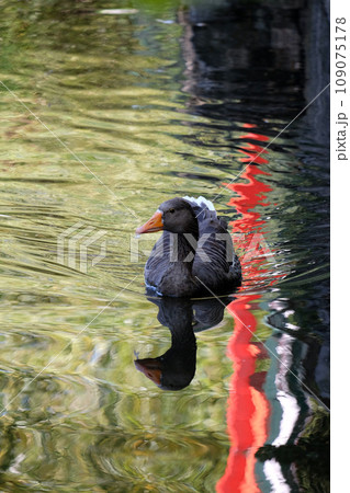 Duck swimming in the green lake, Maksimir, Zagreb, Croatia Duck swimming in the green lake, Maksimir, Zagreb, Croatia 109075178