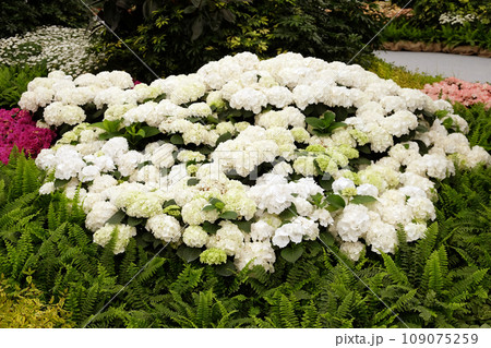 Flowers in the garden Flowers in the garden 109075259