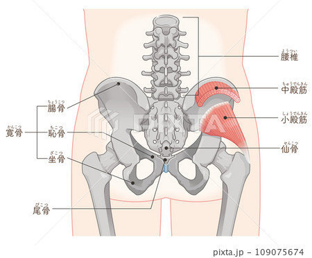 小殿筋、中殿筋、股関節、骨盤、筋肉、イラスト 小殿筋、中殿筋、股関節、骨盤、筋肉、イラスト 109075674