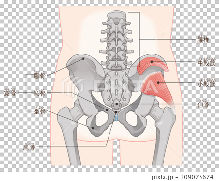 gluteus minimus, gluteus medius, hip joint, pelvis, muscle, illustration 109075674