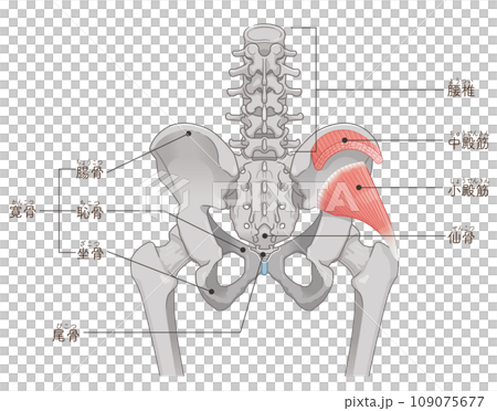 臀小肌、臀中肌、髖關節、骨盆、肌肉、插圖 109075677