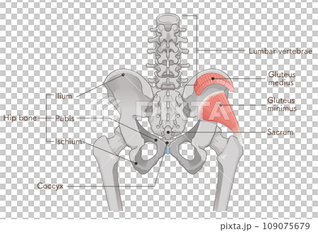 gluteus minimus, gluteus medius, hip joint, pelvis, muscle, illustration 109075679