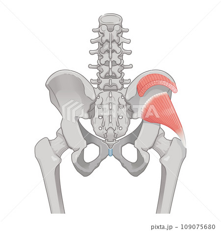 小殿筋、中殿筋、股関節、骨盤、筋肉、イラスト 小殿筋、中殿筋、股関節、骨盤、筋肉、イラスト 109075680