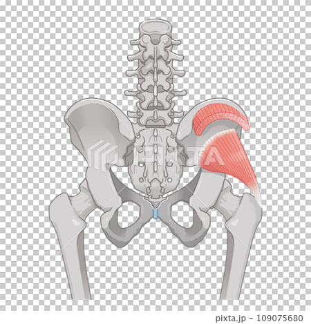 小殿筋、中殿筋、股関節、骨盤、筋肉、イラスト 小殿筋、中殿筋、股関節、骨盤、筋肉、イラスト 109075680