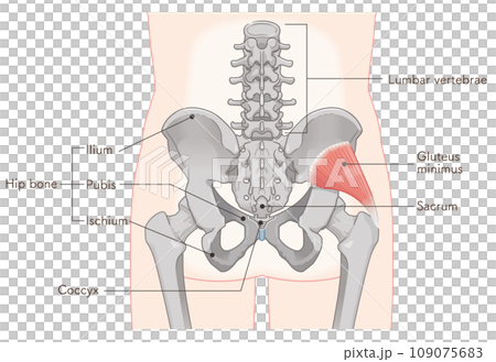 gluteus minimus, hip joint, pelvis, muscle, illustration gluteus minimus, hip joint, pelvis, muscle, illustration 109075683