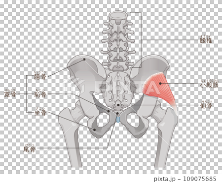 gluteus minimus, hip joint, pelvis, muscle, illustration gluteus minimus, hip joint, pelvis, muscle, illustration 109075685