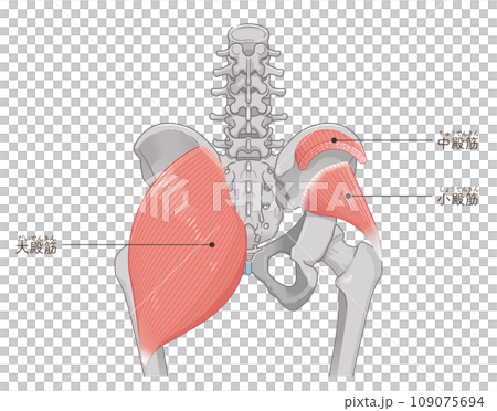 Gluteus Maximus Female Anatomy Muscles Stock Illustration