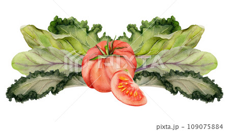 Hand drawn watercolor tomato vegetable for diet and healthy lifestyle, green salad mix vegan cooking. Illustration composition isolated on white background. Design poster, print, website, card, menu 109075884
