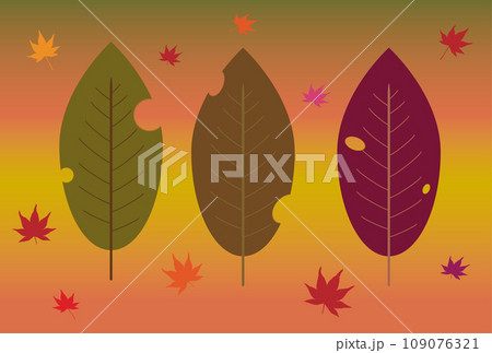 色づいたモミジと枯葉 109076321