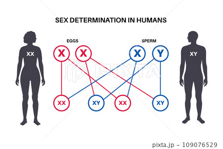 Sex Determination in Humans Sex Determination in Humans 109076529